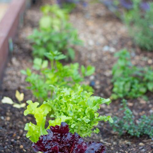 Custom Redwood Planter Box