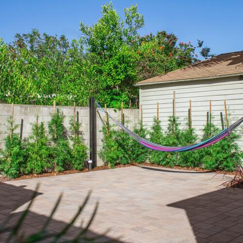 Paver Backyard and Privacy Hedge